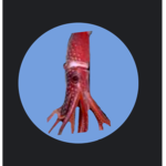 Squid squad fan club