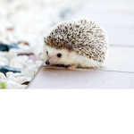 Animal fun!!!!!!!!!