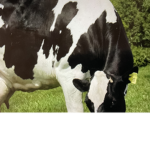 Cow Squad gg