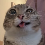Vescorps