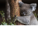 Official Team Koala Group!
