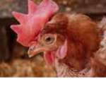 Hens Company TM