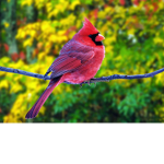 #BIRDCLAN