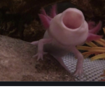 Space people with cool axolotl