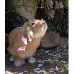 ~aesthetic bunny squad~