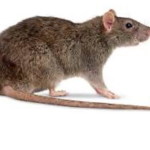 Rats united supporter group