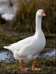Goose games and community
