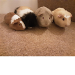 The pefect guinea pig fans