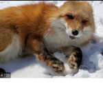 The group of the baby foxes