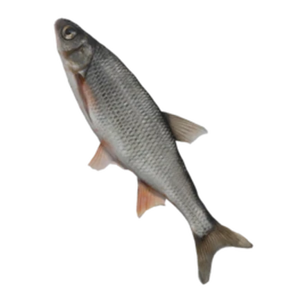 FISHLANDIA! Roblox group icon