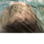 Manatees rule!