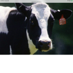 MooMoo Club