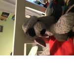 Cute teddy’s Cute