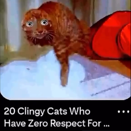 20 Clingy Cats Who Have Zero Respect For...