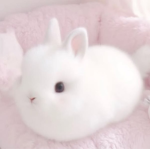 Loafs place
