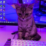 miao