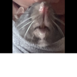 Official Group for Rat Fans