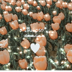 ࿔*.Tulips࿔*.