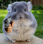 Chinchilla with gun