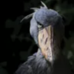 shoebill gaming