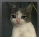 kobob