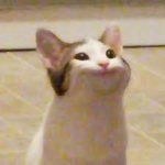 Popcat supporter