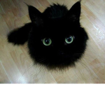 It's a Cat