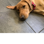 Rusty the love dog