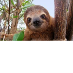 sloth bro's