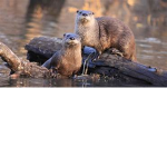otters rule forever