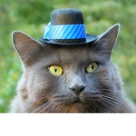 Cats with hats and bats