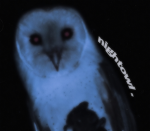 nightowl .