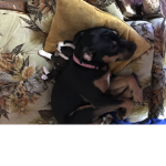 Bailey and puppie