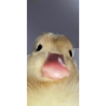 Overloaded of ducks