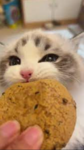 >cookies<