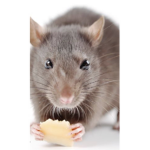 Fellow rat club