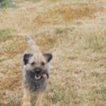 Archie the puppy
