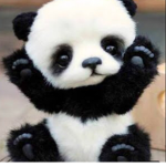 Hello my panda