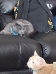 I <3 My Cat