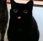 кафа