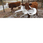 Cow Therapy