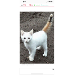 Paw prints cats