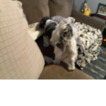 lol everone Can love pets