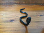da snake cult