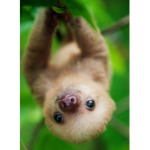 #sloth squad!