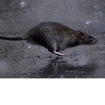 Rat Raiding