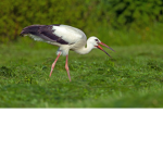stork group