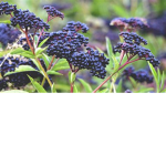 ElderBerry Squad