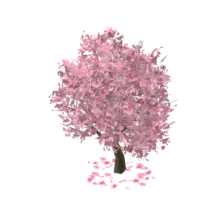 Cherry Blossom Japanese Sakura Tree V Cherry