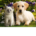 The Cat And Dog Group!